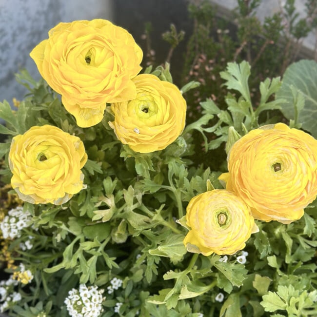 【ガーデニング】春に向けて寄せ植えをしました♪ラナンキュラス・プリムラなど