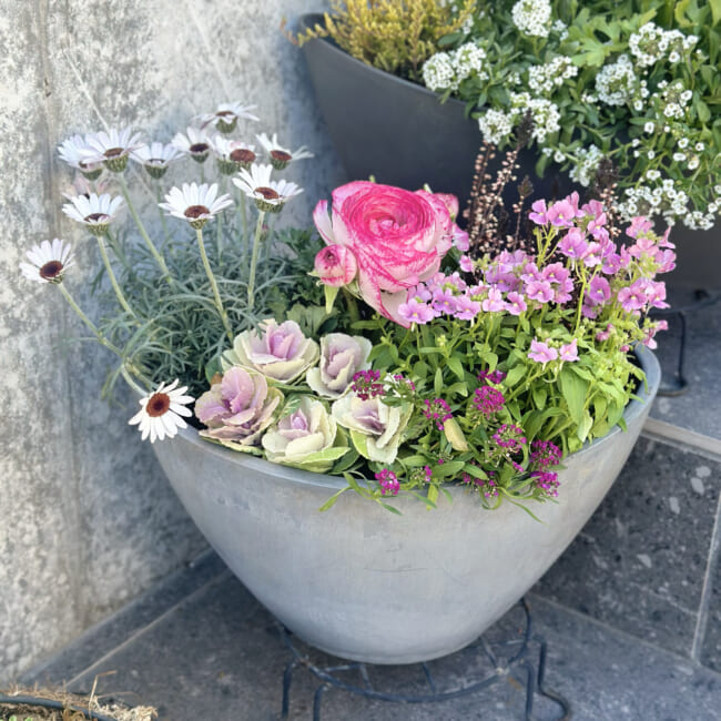 【ガーデニング】春に向けて寄せ植えをしました♪ラナンキュラス・プリムラなど