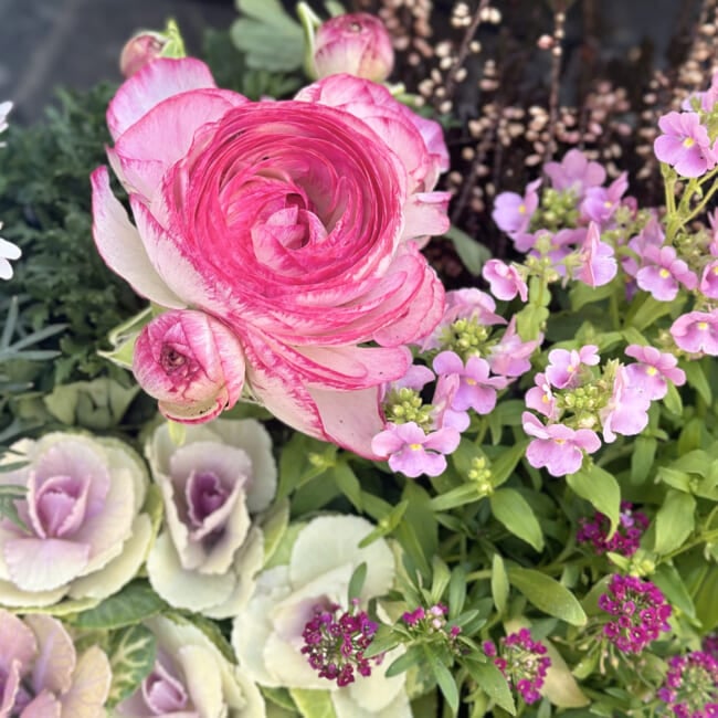 【ガーデニング】春に向けて寄せ植えをしました♪ラナンキュラス・プリムラなど