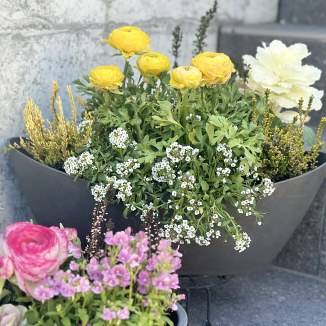 【ガーデニング】春に向けて寄せ植えをしました♪ラナンキュラス・プリムラなど
