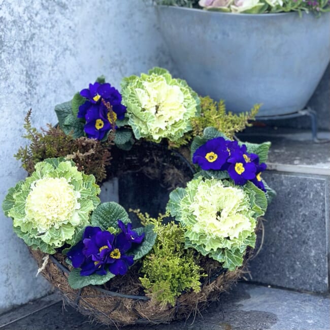 【ガーデニング】春に向けて寄せ植えをしました♪ラナンキュラス・プリムラなど