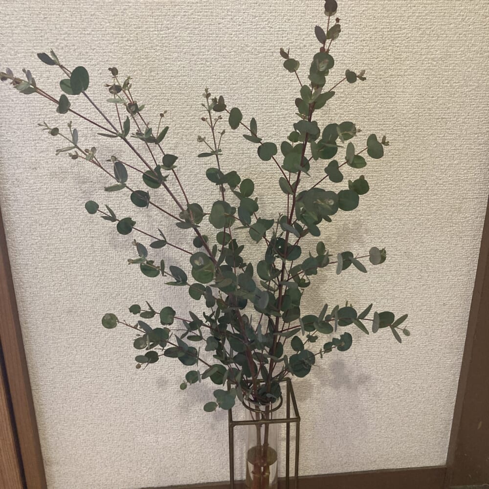 1月買ったもの　ユーカリ　枝物