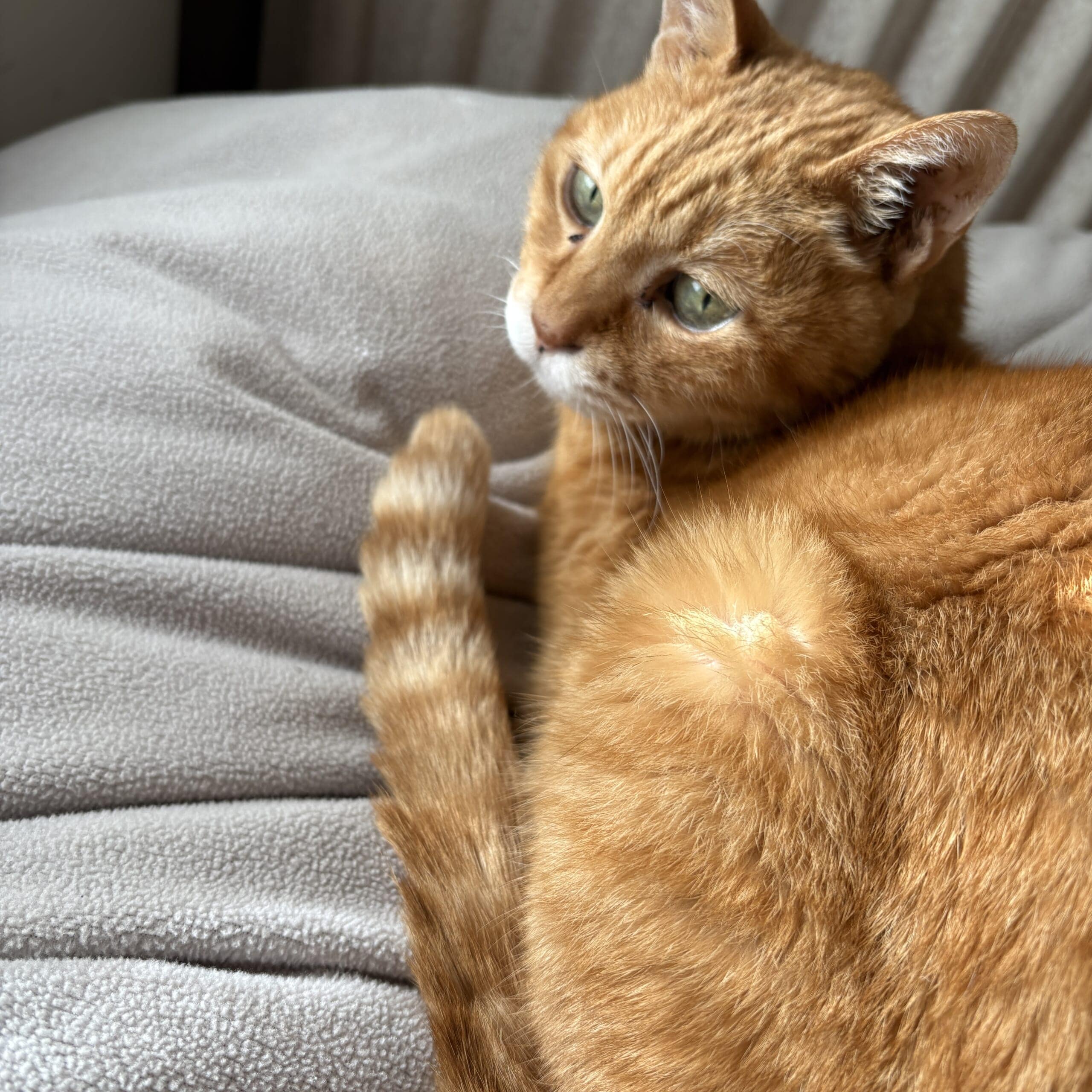 猫 にゃんこ 茶トラ