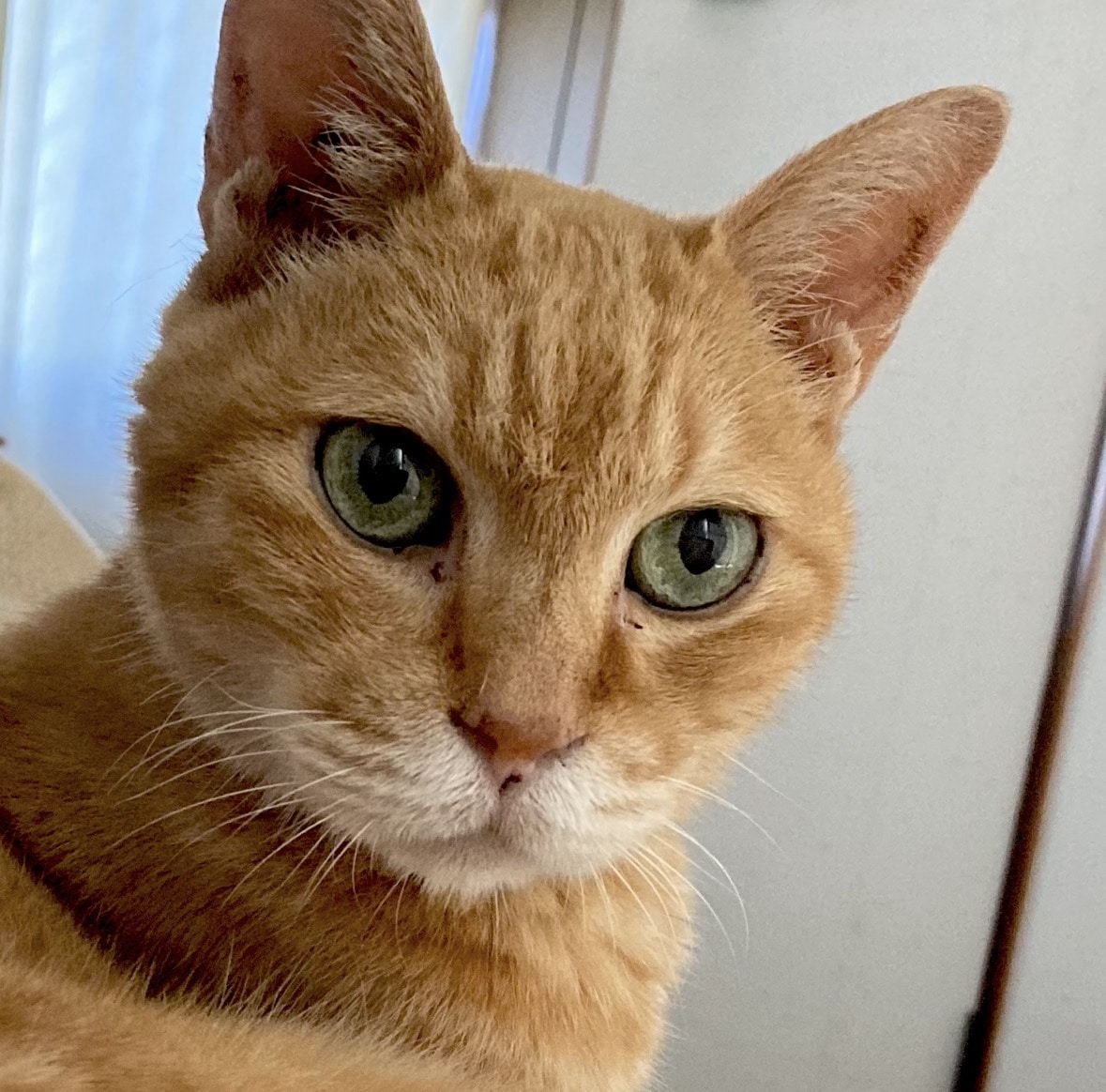 セブンイレブン】2/22はにゃんにゃんにゃんの日！猫のパンを購入しま