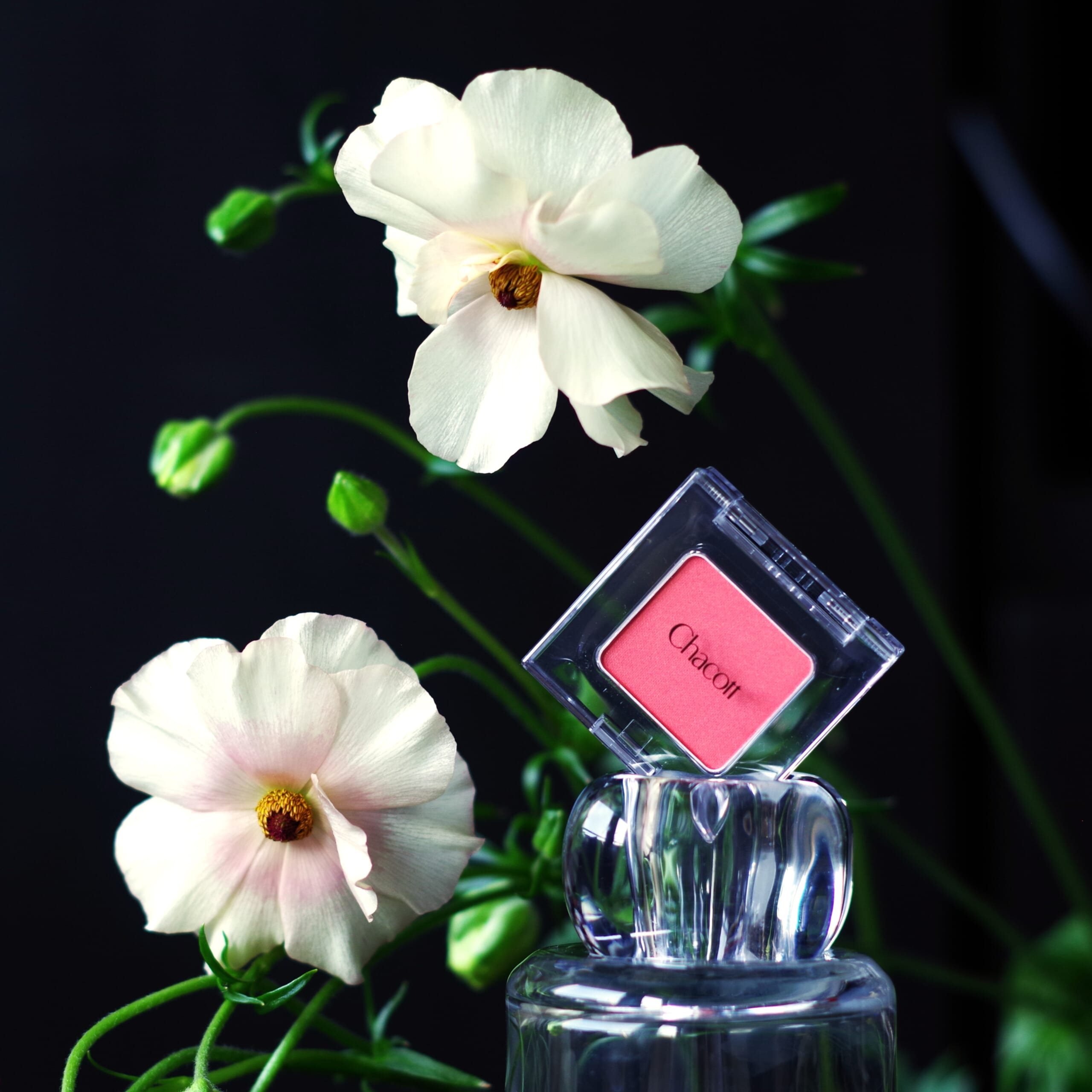 Chacott パワーフィットマスカラ Chacottマルチカラーバリエーション PE01［PEARL］ラナンキュラス アリアドネ