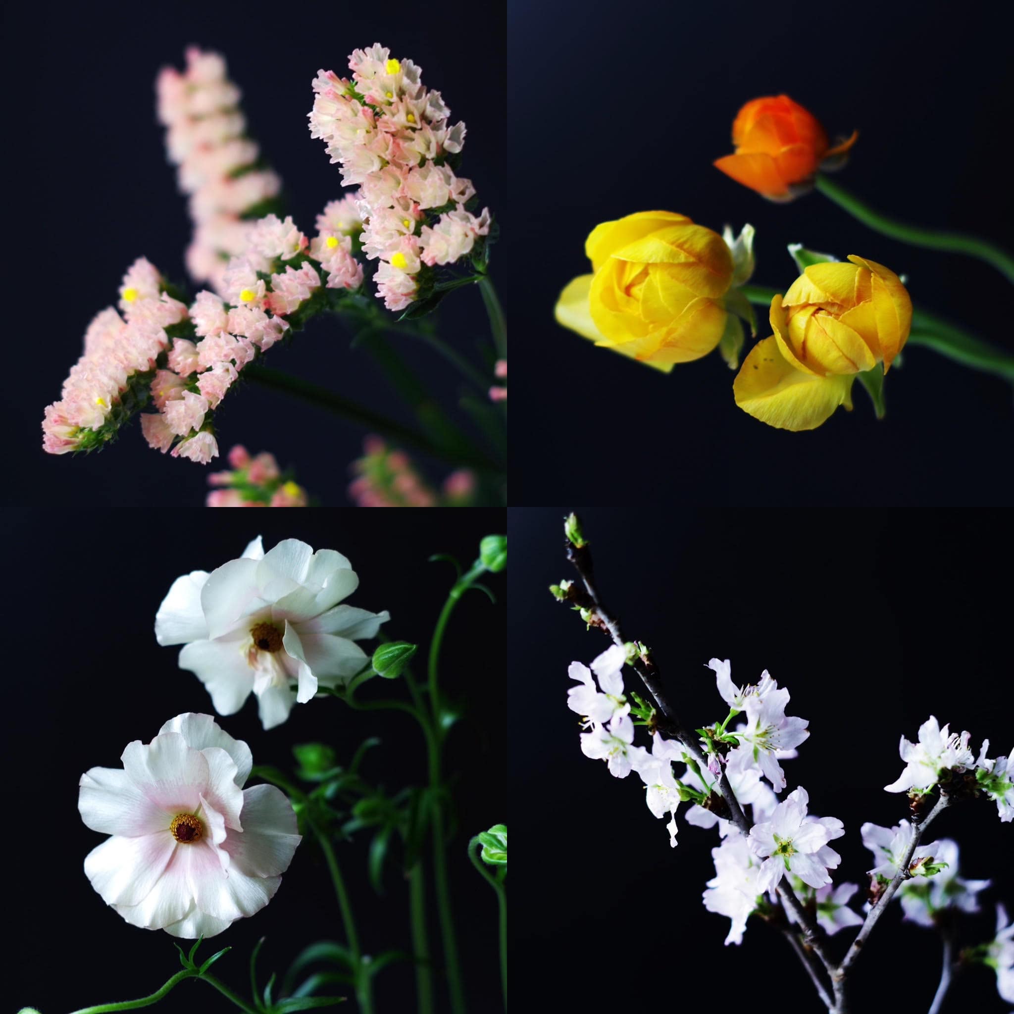 スターチス、ラナンキュラス、桜、ラナンキュラス アリアドネ