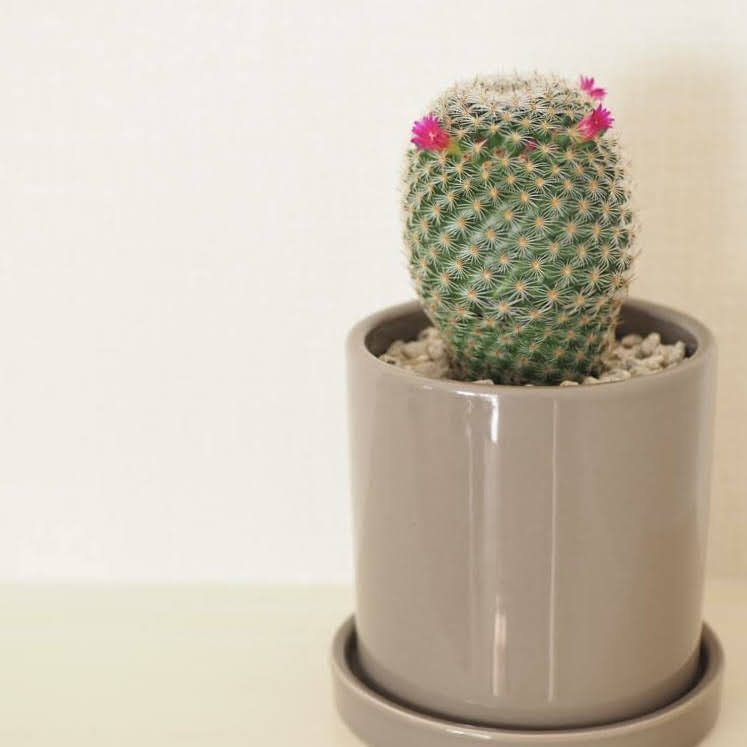 サボテン　全体