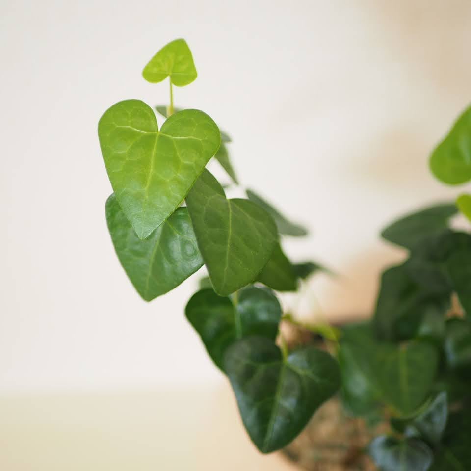 ハートアイビー　アップ