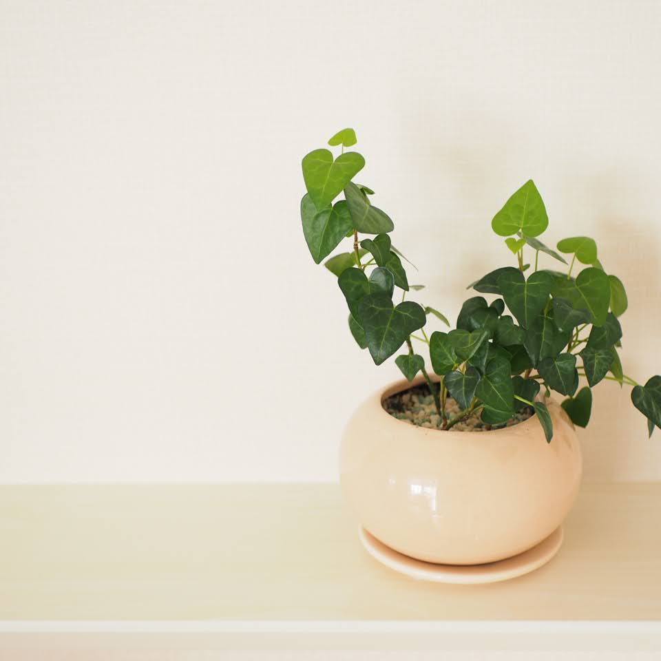 ハートアイビー　全体