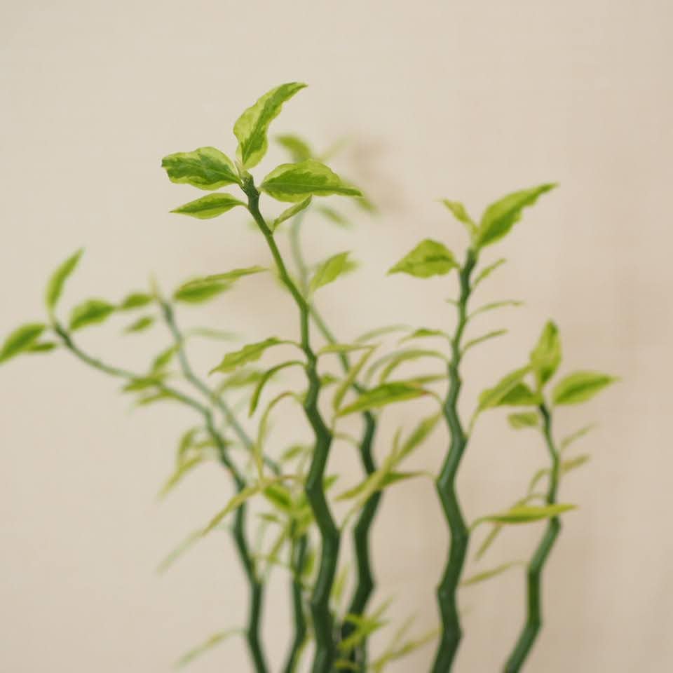 ペディランサス　アップ