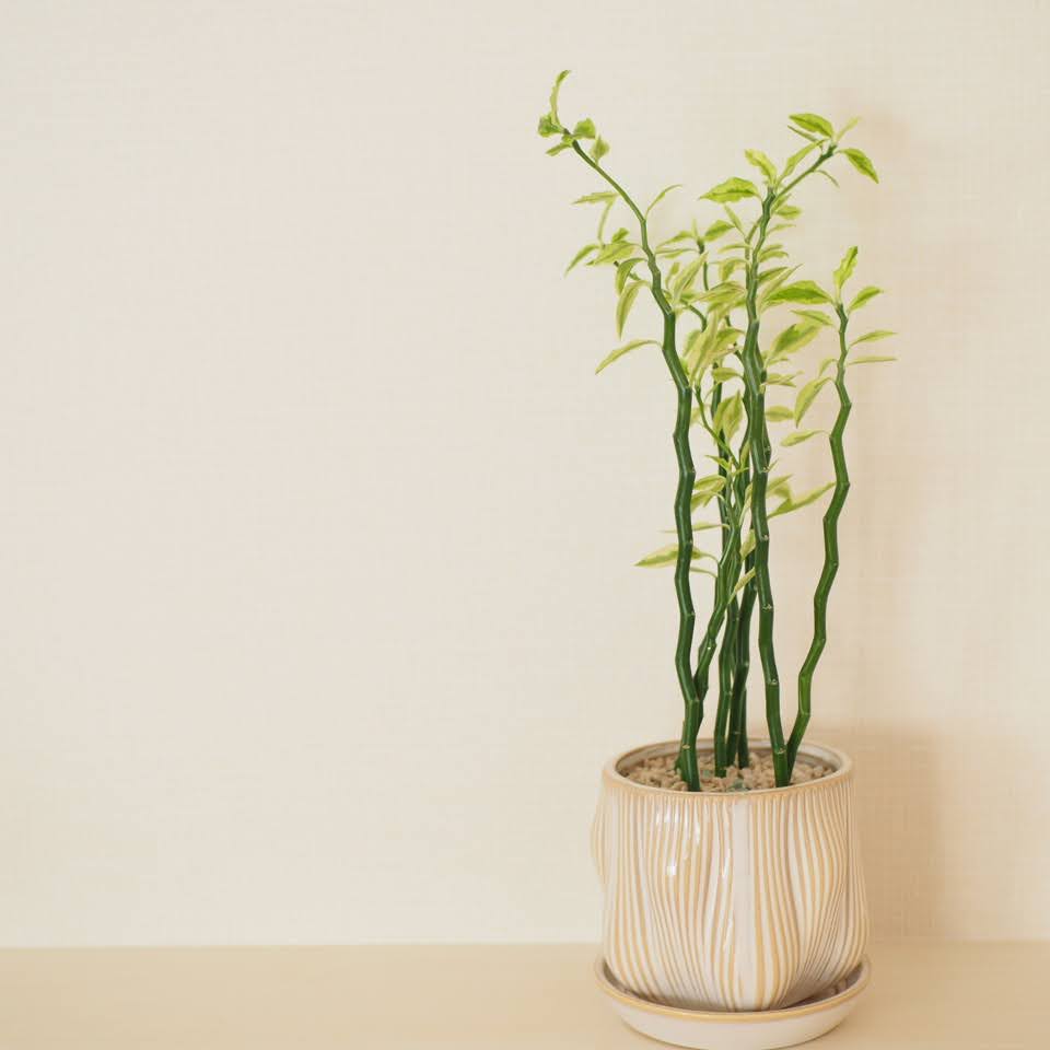 ペディランサス　全体