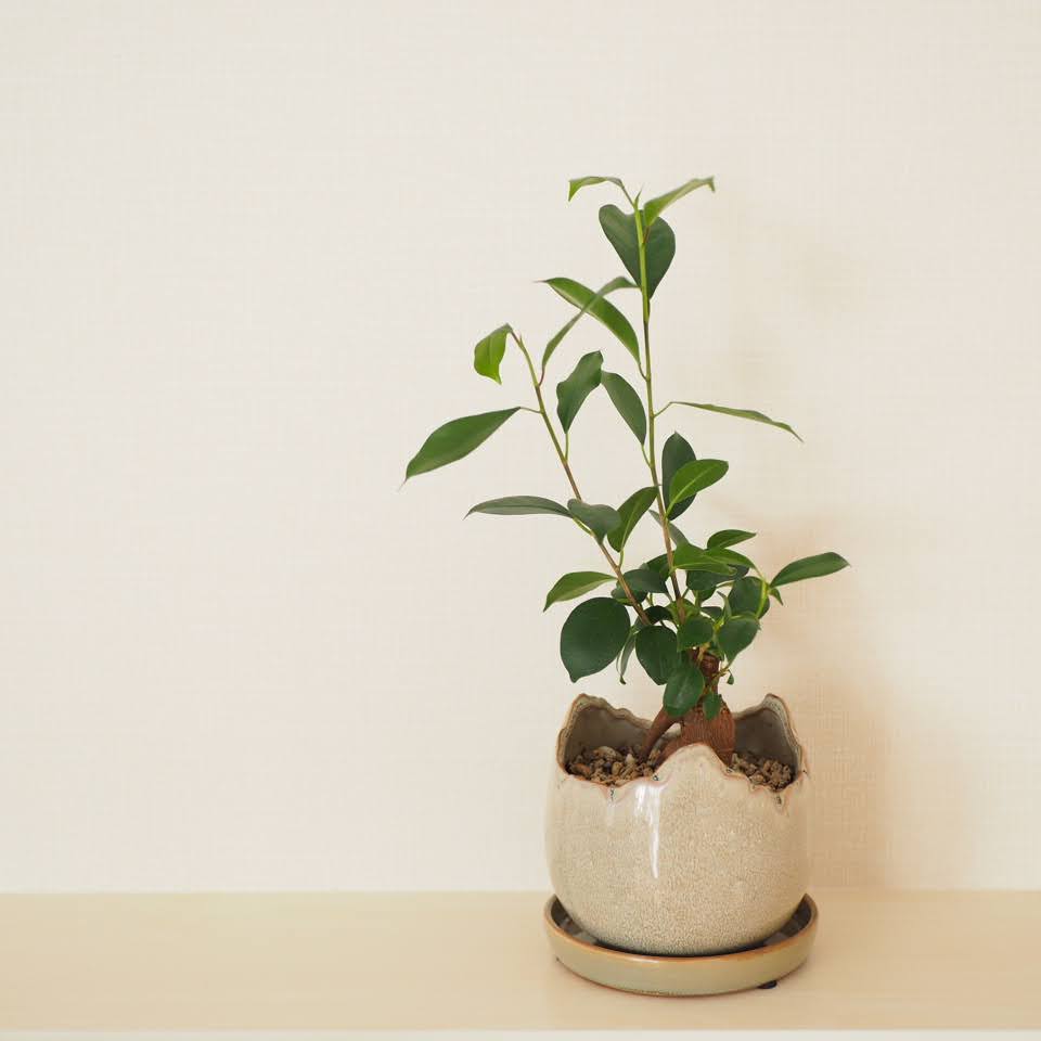 ガジュマル　全体