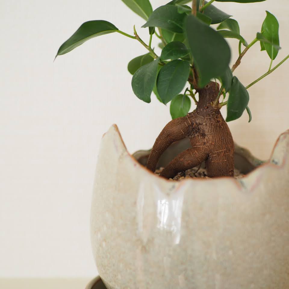 ガジュマル　アップ