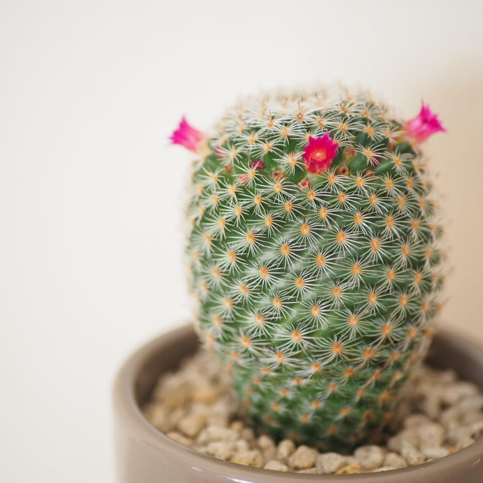 サボテン　別角度