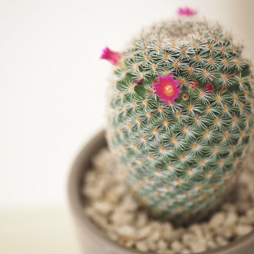 サボテン　アップ