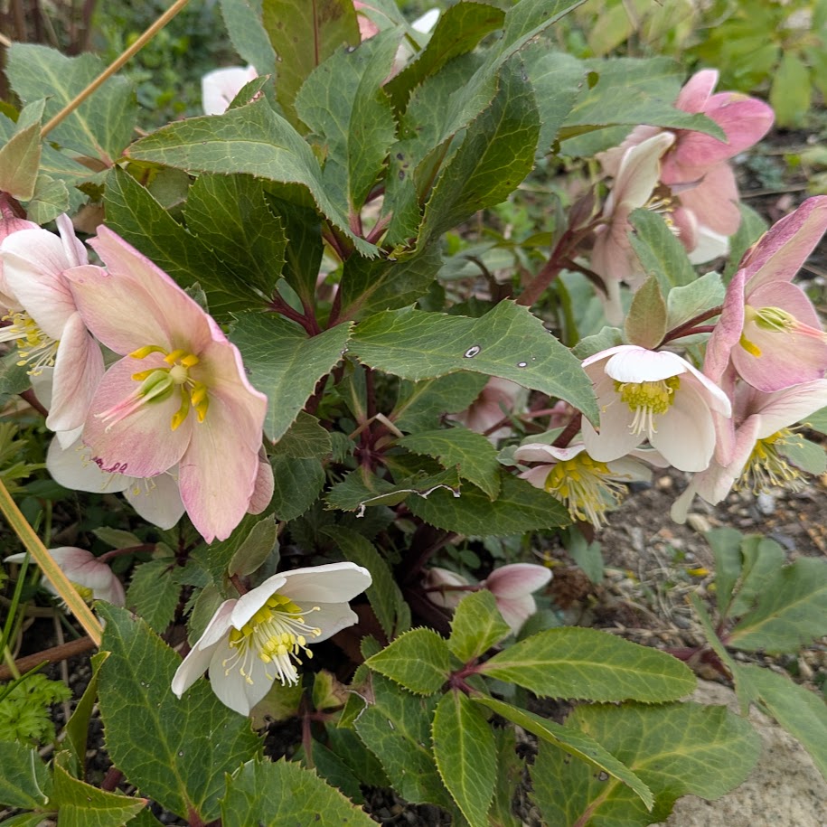 クリスマスローズ LEE100人隊 コポ