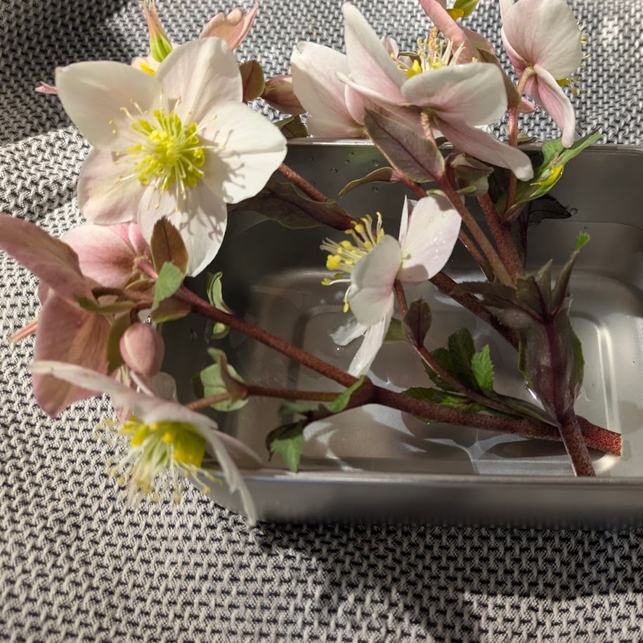 クリスマスローズ 切り花 LEE100人隊コポ