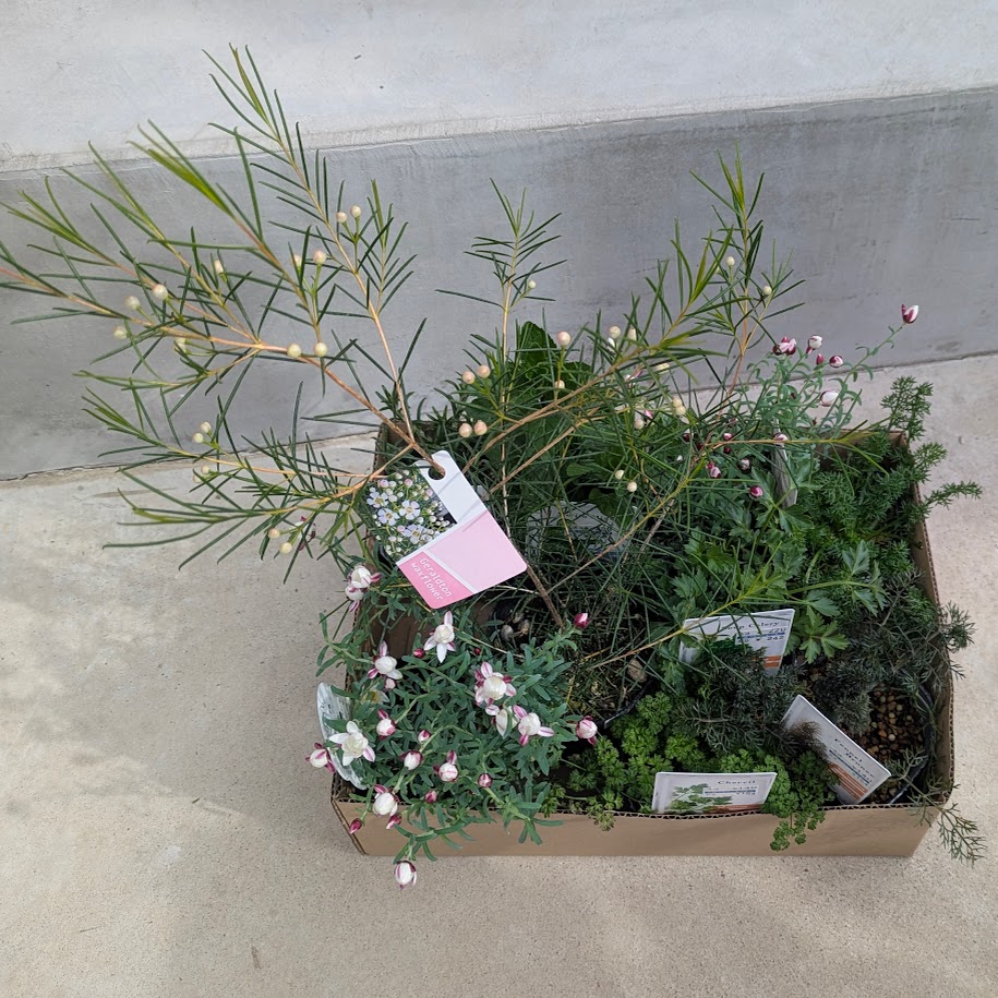 園芸店　LEE100人隊コポ　　趣味