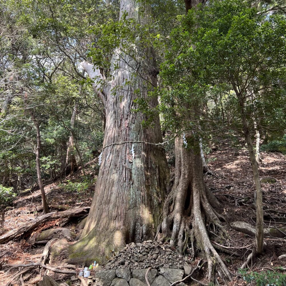 神奈川県　伊勢原市　大山　阿夫利神社 ご神木
