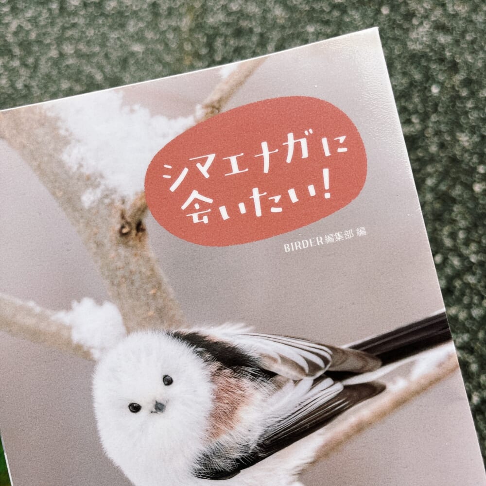 北海道 シマエナガ 本