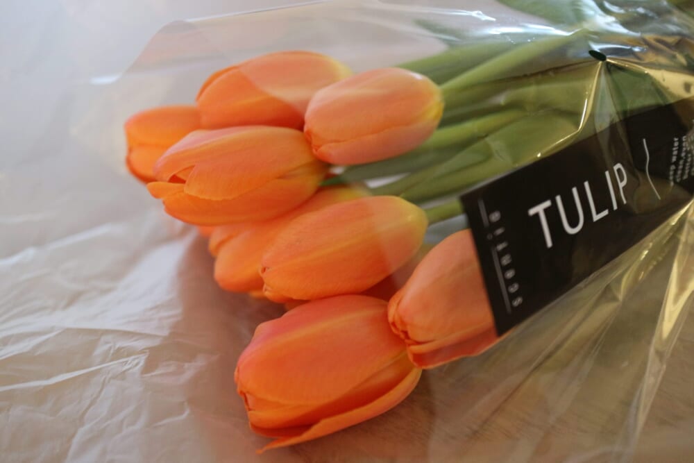 チューリップ