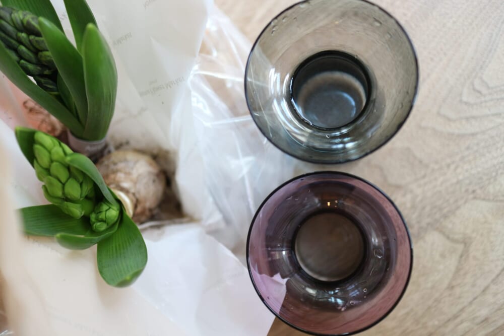 ヒヤシンス　球根