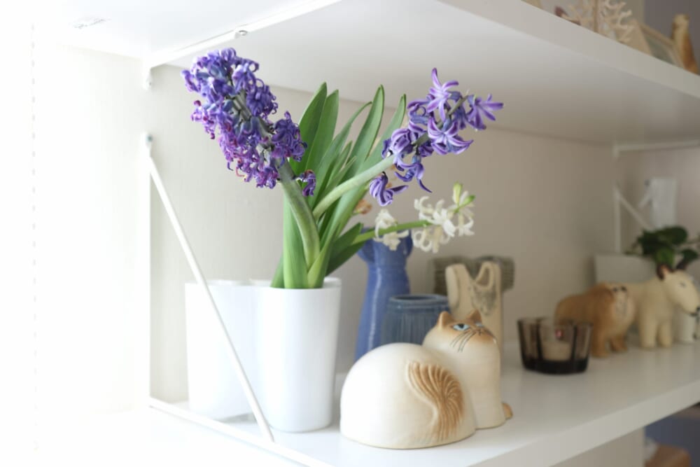 ヒヤシンス　球根