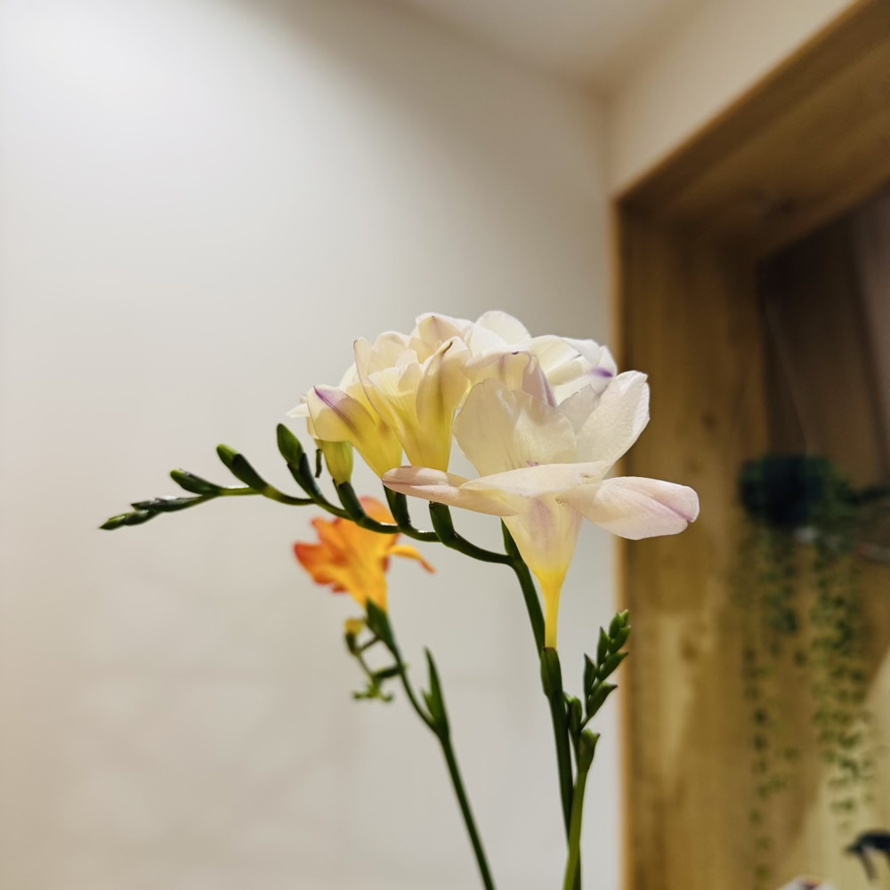 エアリーフローラ　石川県　フリージア