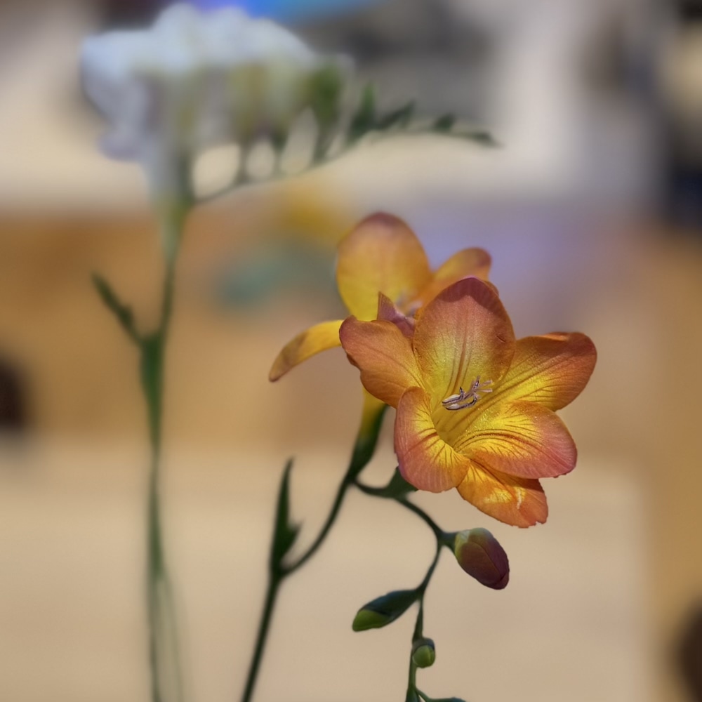 エアリーフローラ　石川県　フリージア