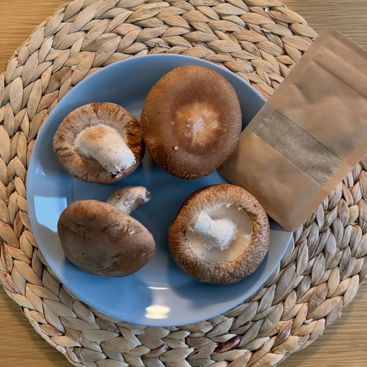 秋田県白神山地 峰玉