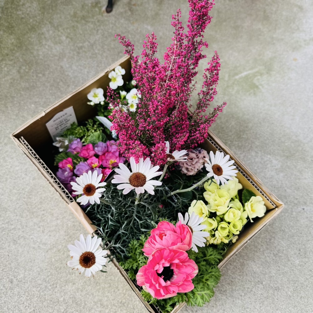 春の花　苗　庭仕事
