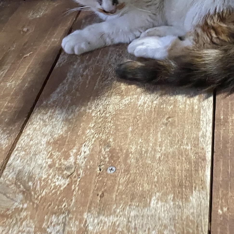 【最近の暮らし】古いレコード、手土産クッキー、猫との別れ TB icoco