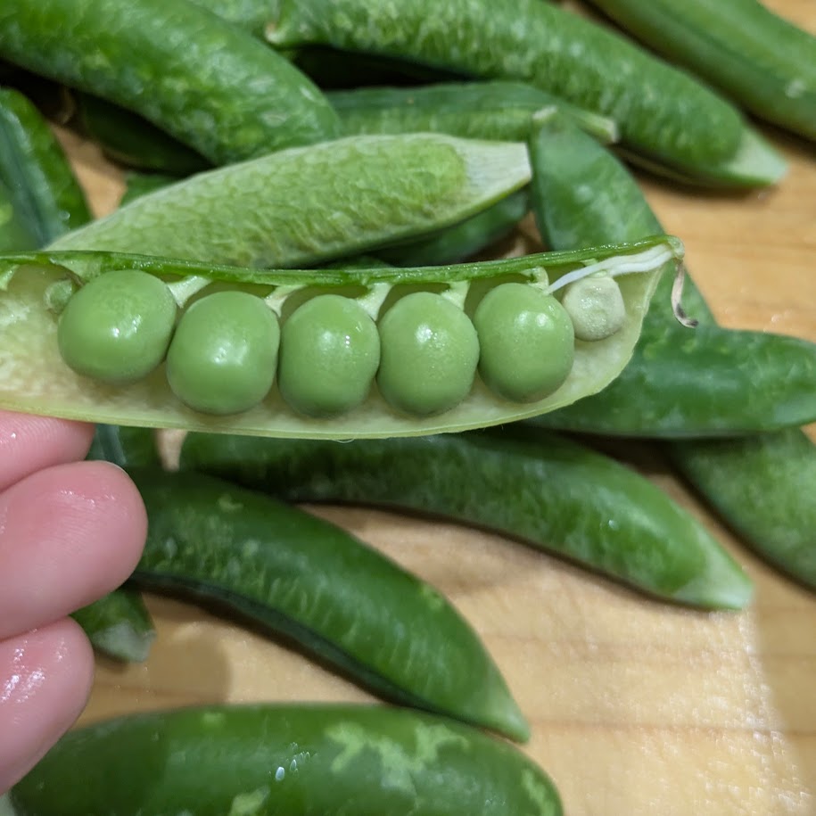 グリンピースご飯　春　ＬＥＥレシピ