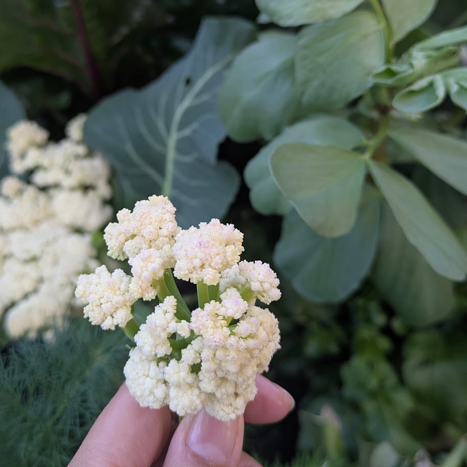 春野菜　LEE100人隊コポ　庭