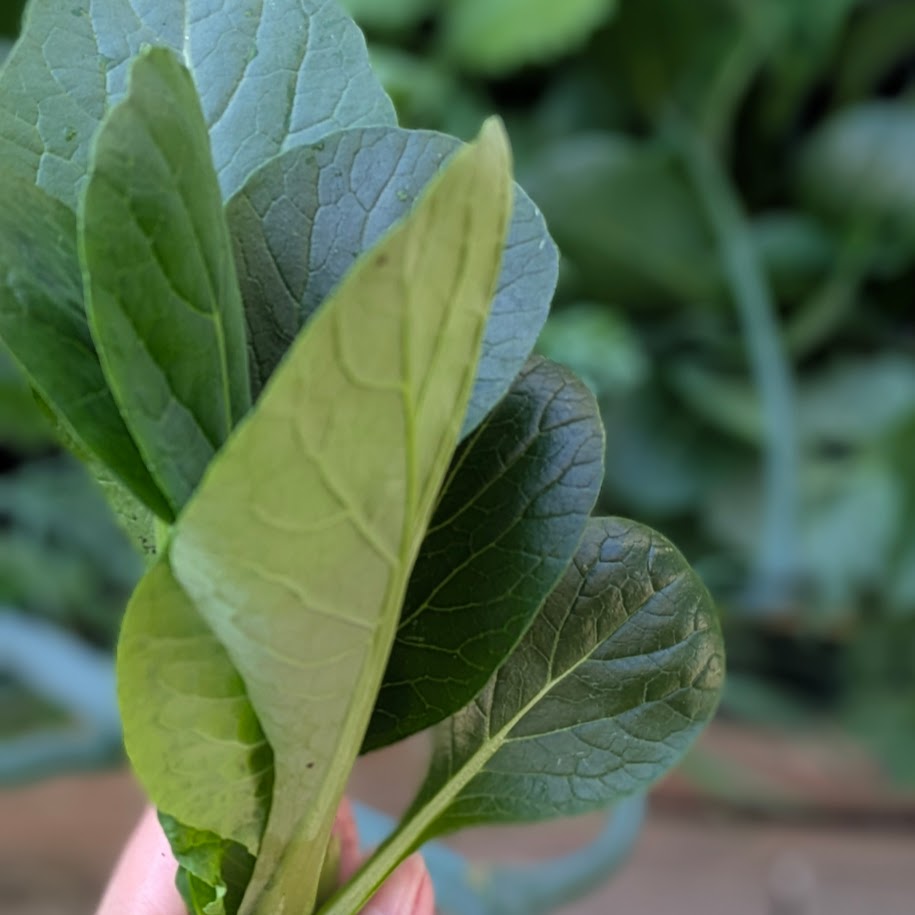 小松菜　家庭菜園　コポ