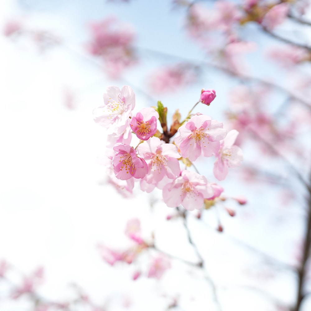 河津桜 桜 花