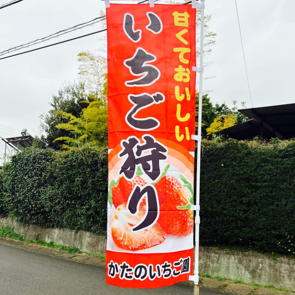 いちご狩り　神奈川県秦野市　かたのいちご園