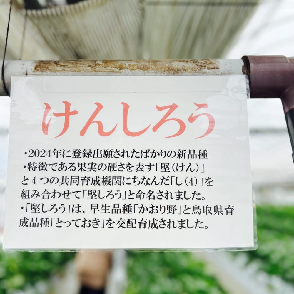 いちご狩り　神奈川県秦野市　かたのいちご園　けんしろう
