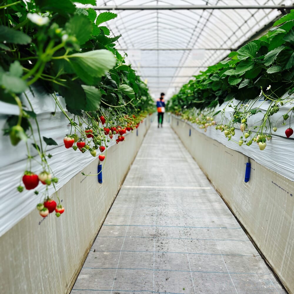 いちご狩り　神奈川県秦野市　かたのいちご園