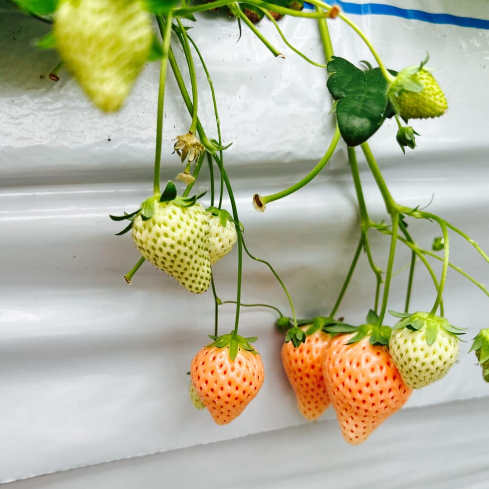 いちご狩り　神奈川県秦野市　かたのいちご園