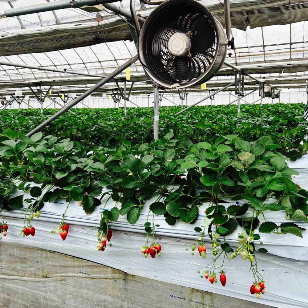 いちご狩り　神奈川県秦野市　かたのいちご園