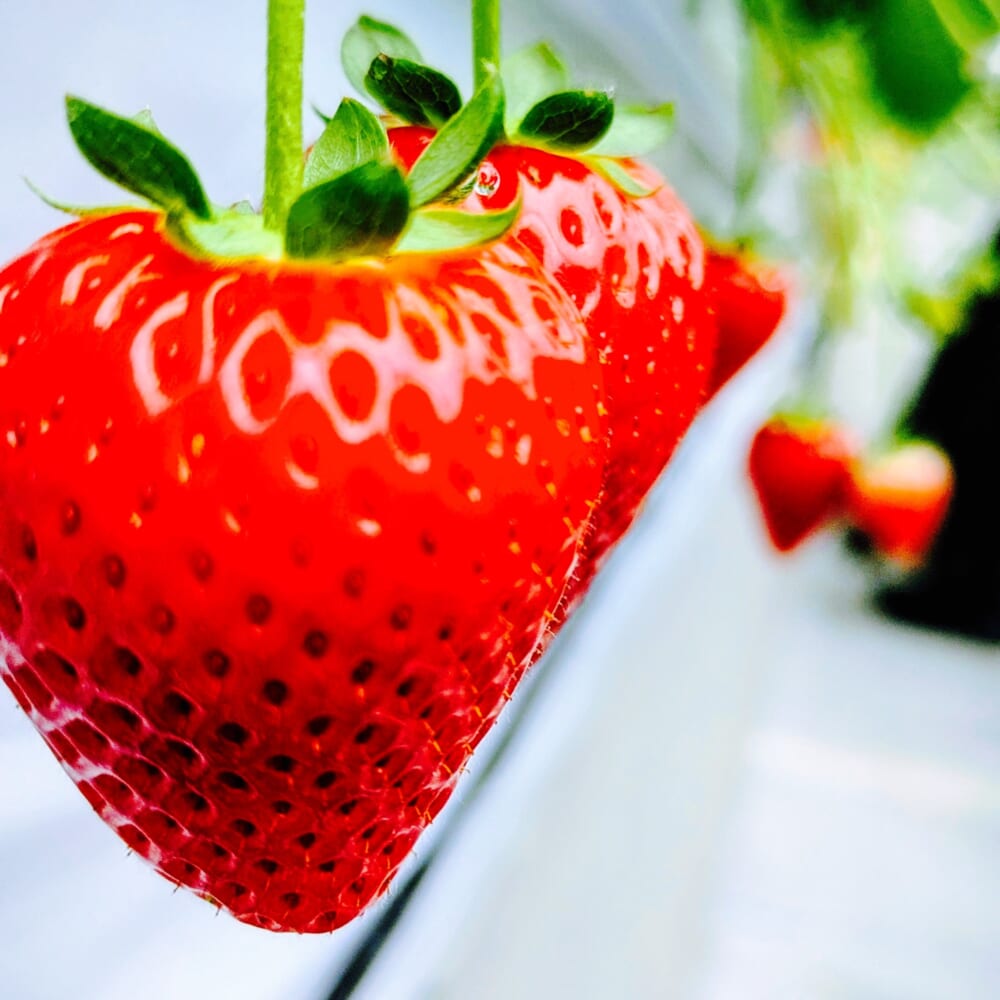 いちご狩り　神奈川県秦野市　かたのいちご園