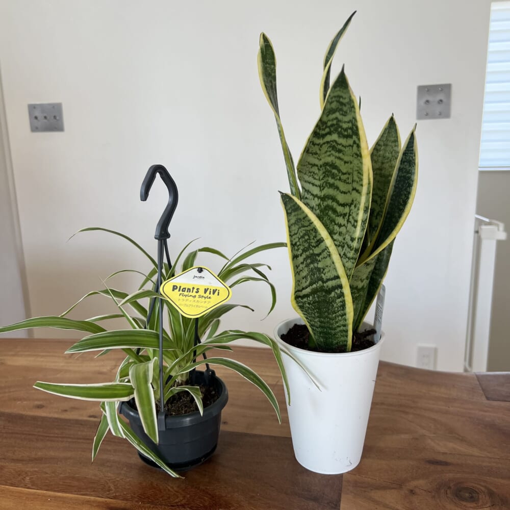 観葉植物 トラディスカンチア サンセベリア