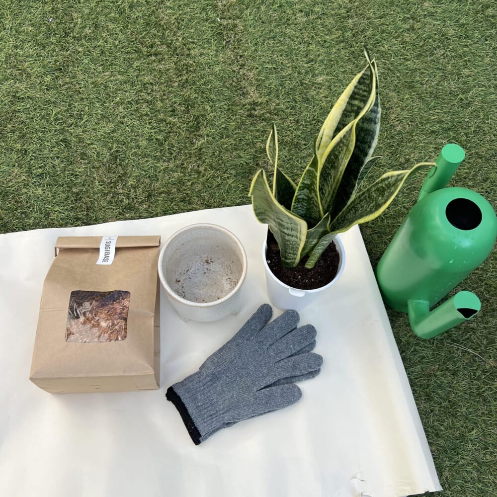 スギベース 観葉植物 植え替え