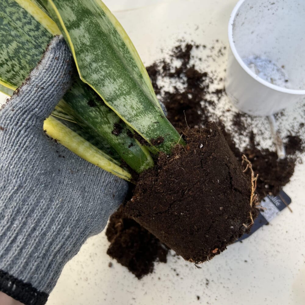 スギベース 観葉植物 植え替え