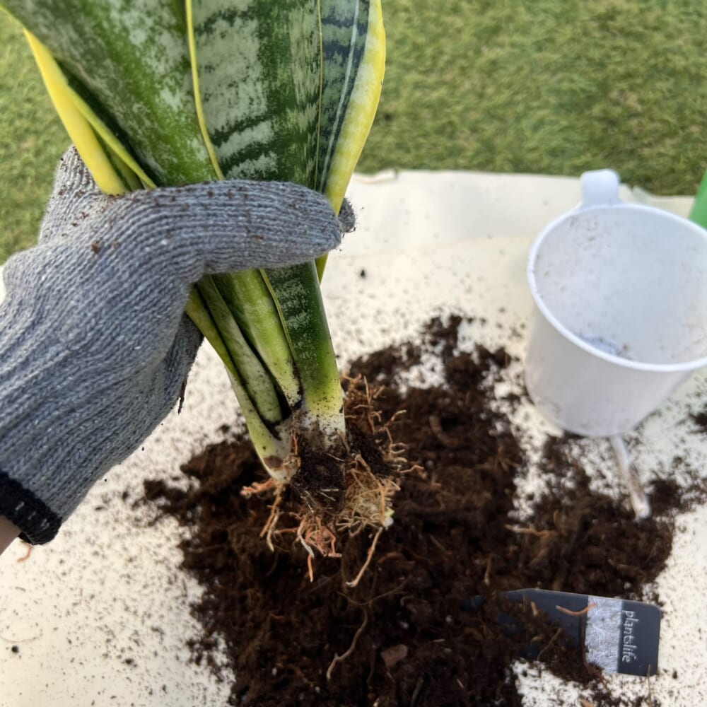 スギベース 観葉植物 植え替え