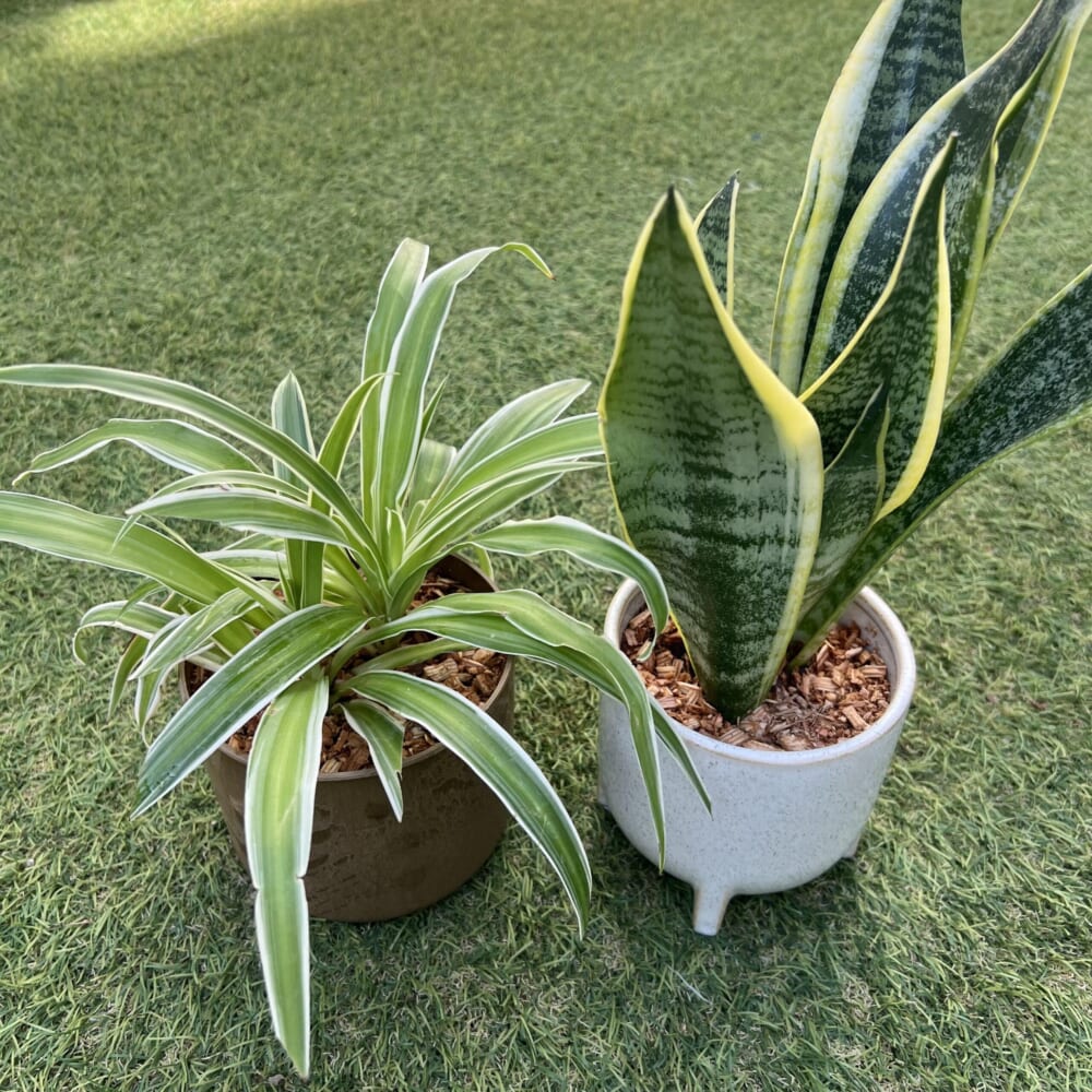 スギベース 観葉植物 植え替え