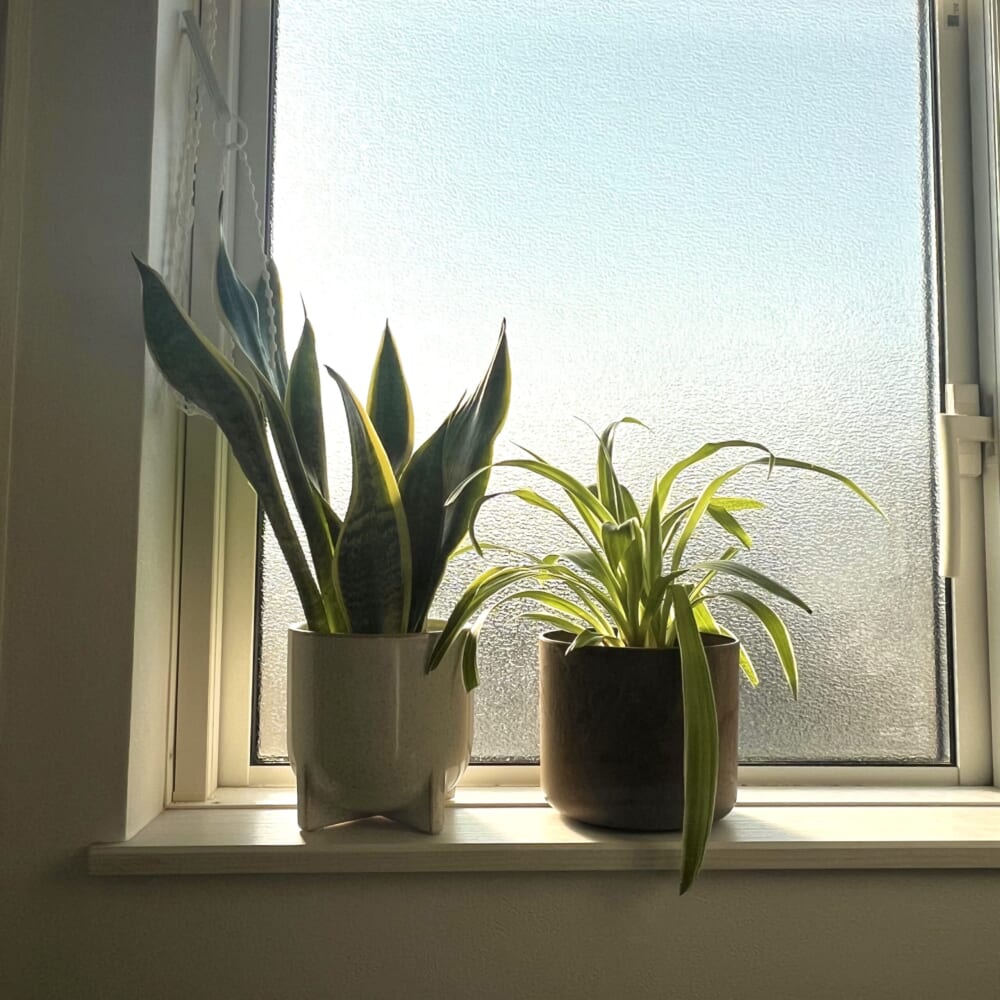 スギベース 観葉植物