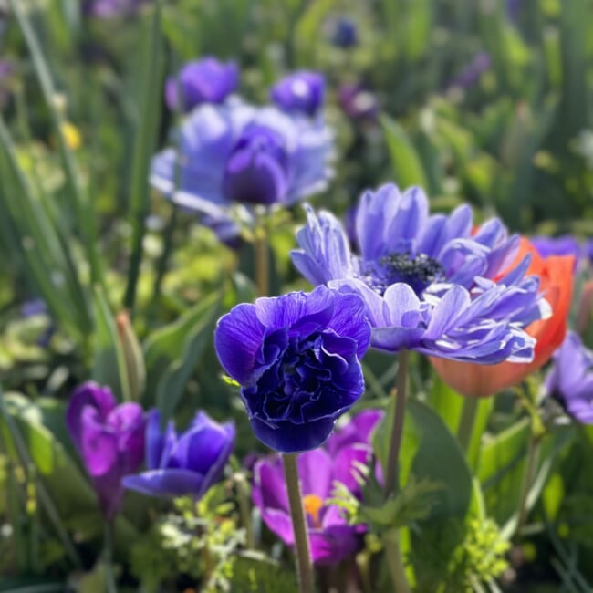 ガーデンネックレス横浜