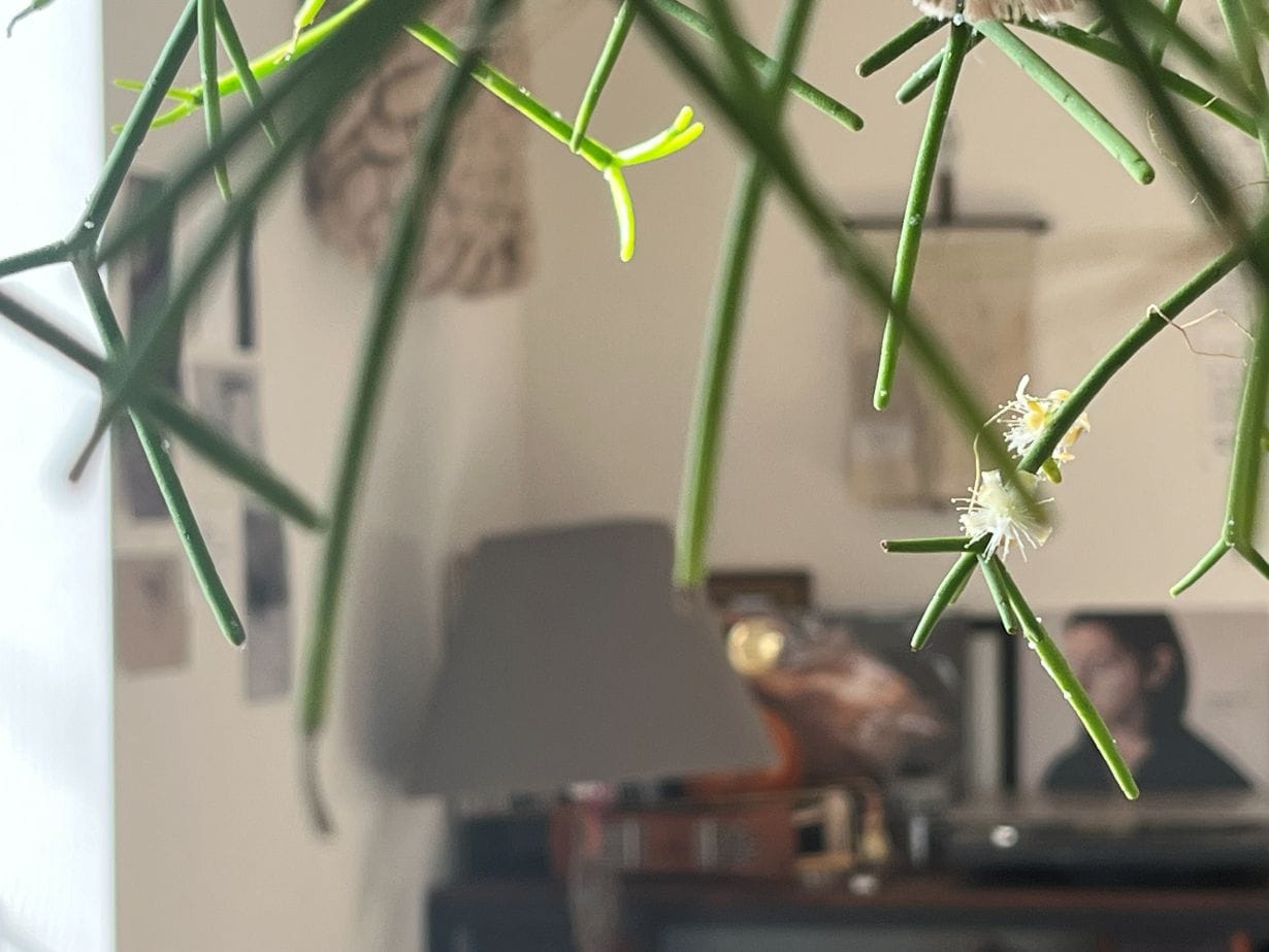 観葉植物 リプサリスの花